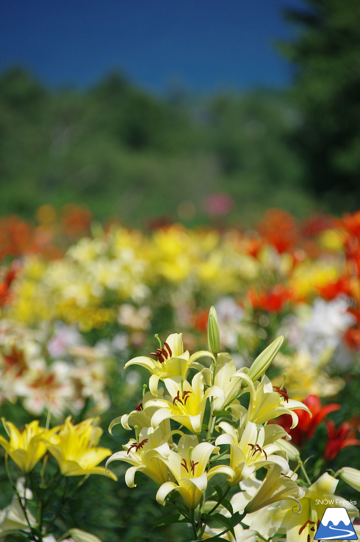 北海道最大級、213万輪のゆりの花！『オーンズ春香山ゆり園』